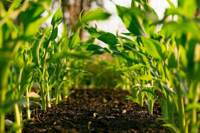AGRO INDUSTRIES (PRIVATE) LIMITED | Home