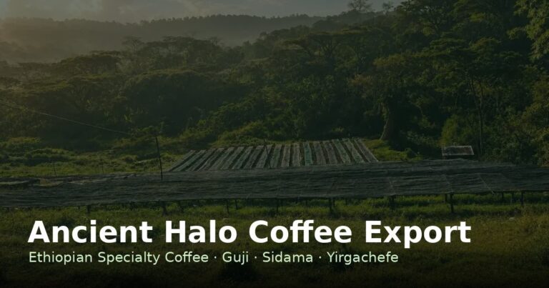 Ancient Halo Coffee Export — Ethiopian Specialty Coffee Export