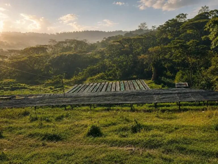 Ancient Halo Coffee Export — Ethiopian Specialty Coffee Export