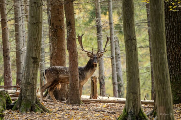 Hunting Slovakia