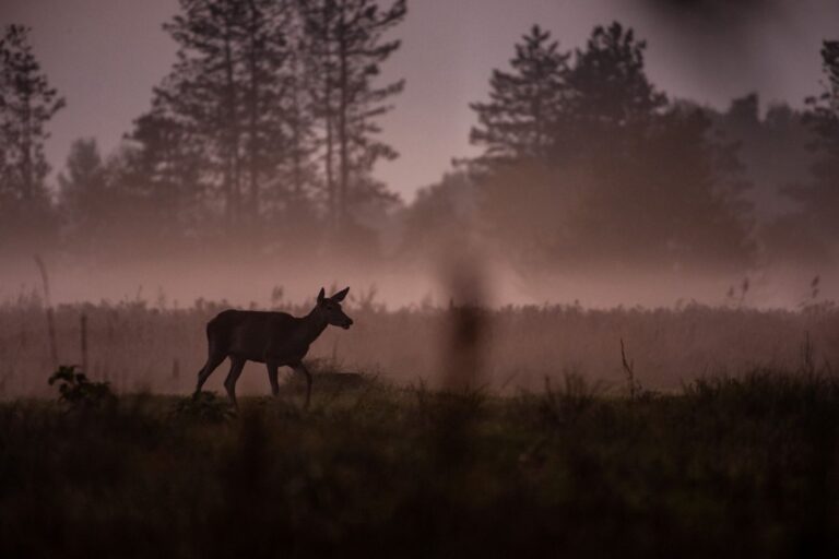 Hunting Slovakia