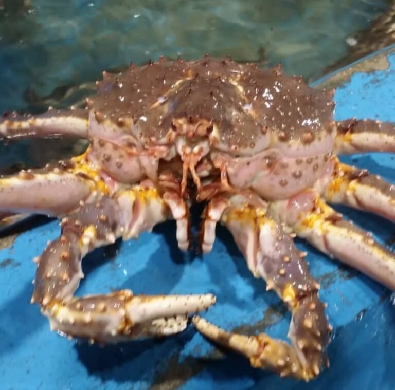 Karmaceli AS – Seafood