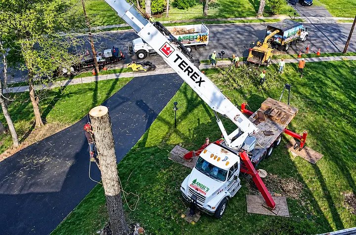 Angel’s Tree Service