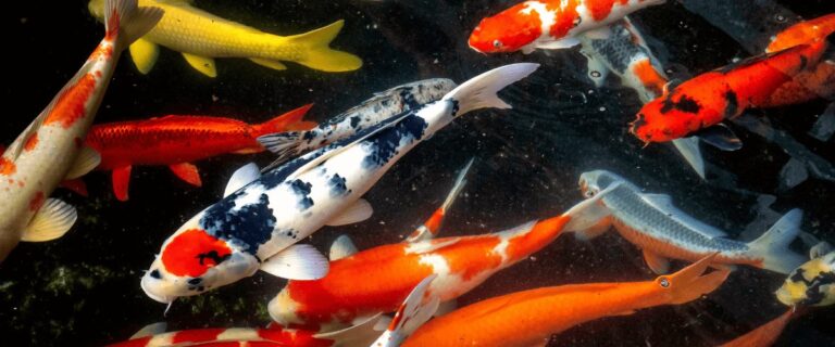 Aquarium Live Fish Store
