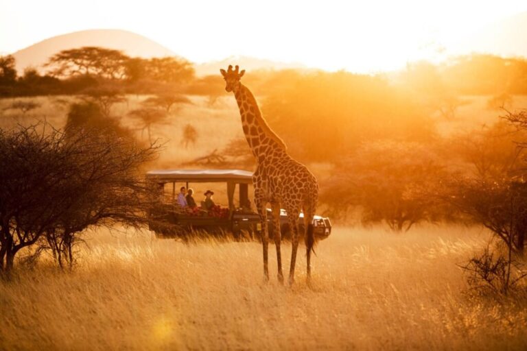 Ayal Tours and Travel