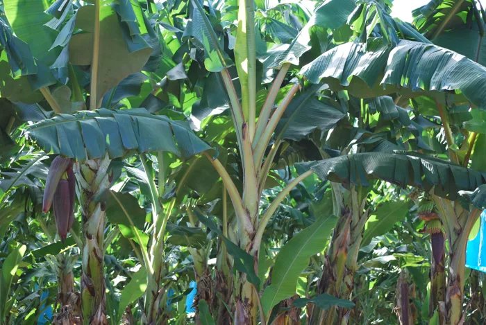 Banana Feeds
