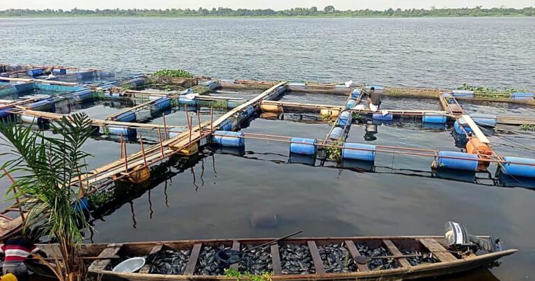 Best Anchor Farm