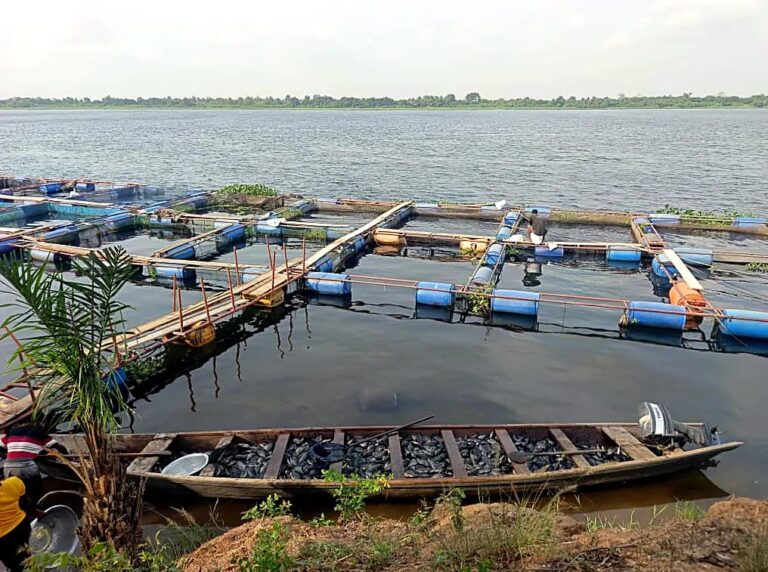 Best Anchor Farm