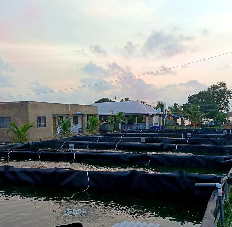 Best Anchor Farm