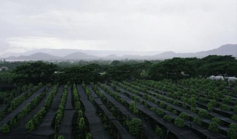 CACCE (Cambodia Agriculture and Construction Center of Excellence)