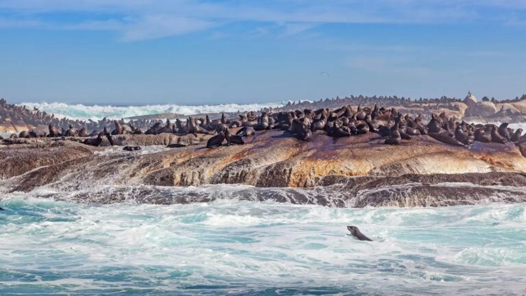 Cape Frontier Travel & Tours