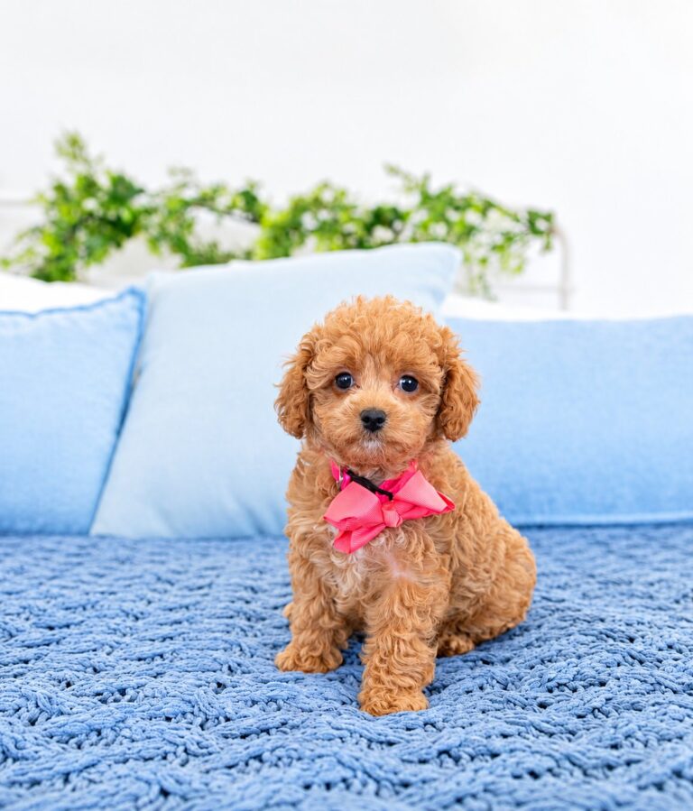 Cavoodles by Angie