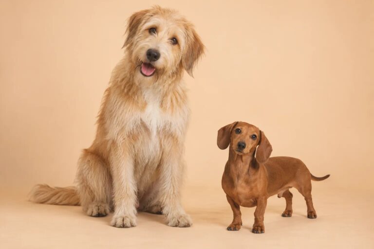 DogSize.Net