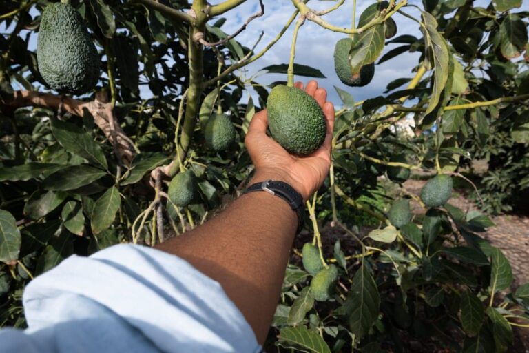 East Africa Avocado