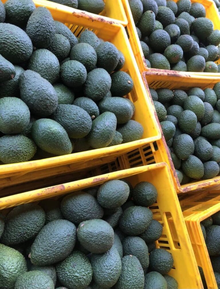 East Africa Avocado