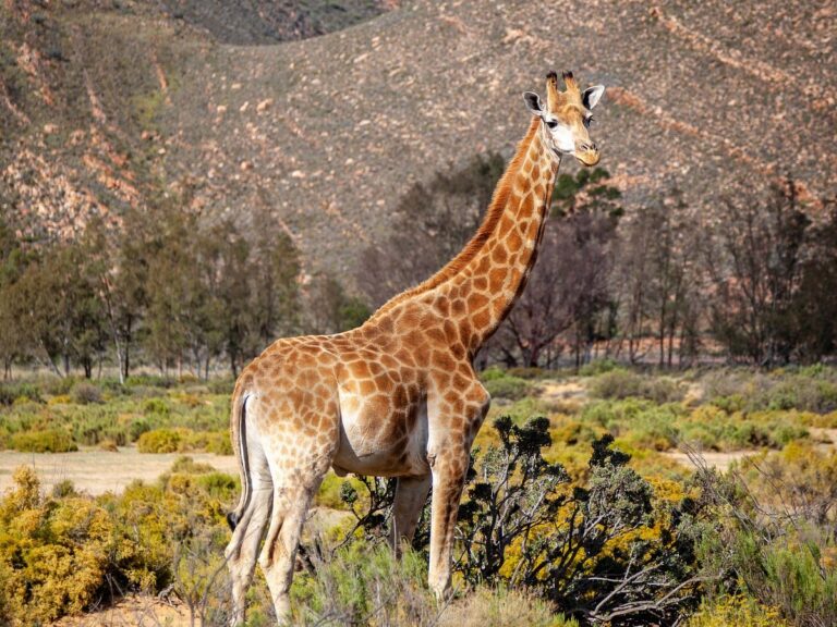 Golden Trio Cape Town Tours