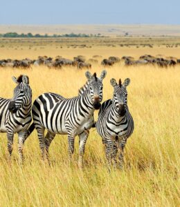 Kenya