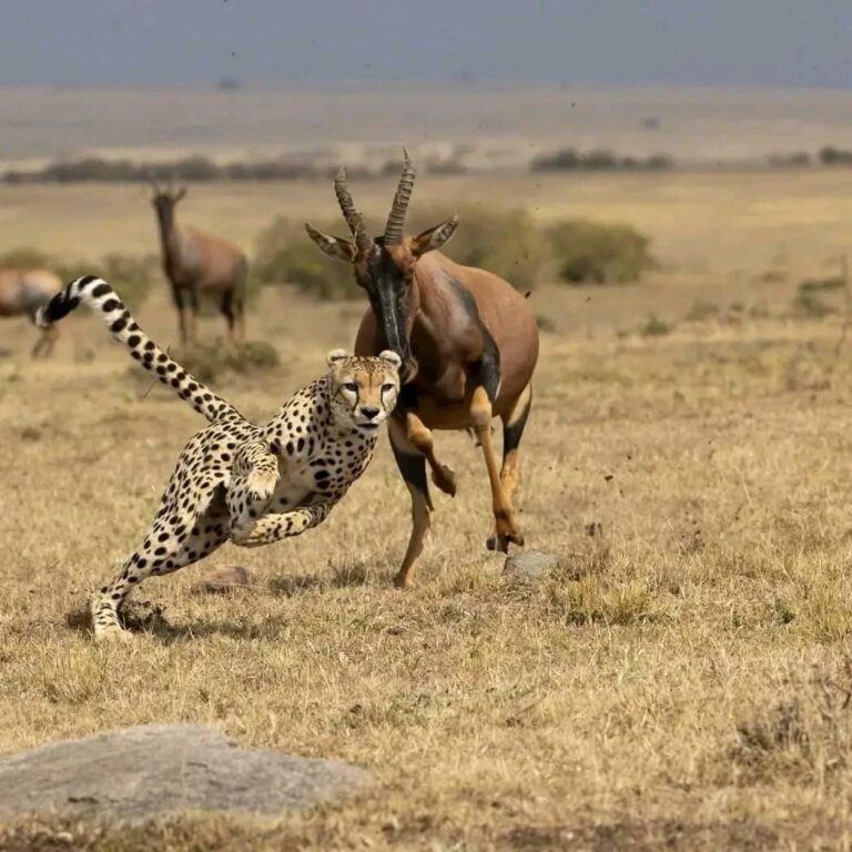 Maasai Guiding Safaris