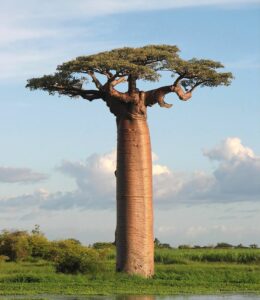 Madagascar