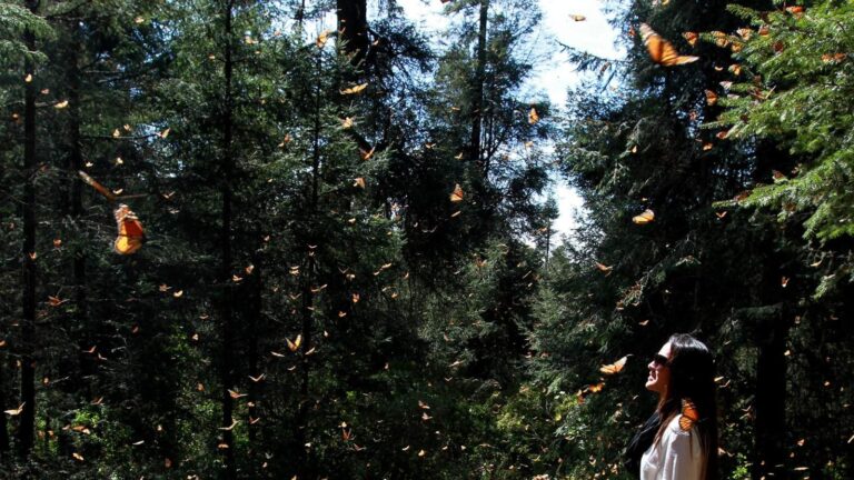 Monarch Mexico