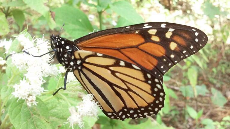 Monarch Mexico