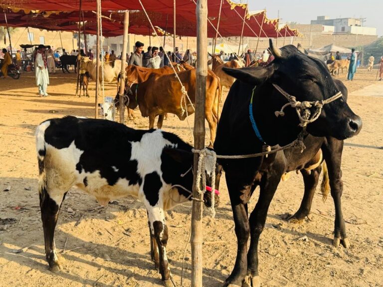 Noor Livestock & Animal Care