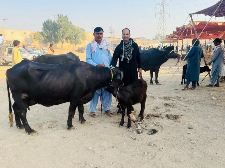 Noor Livestock & Animal Care