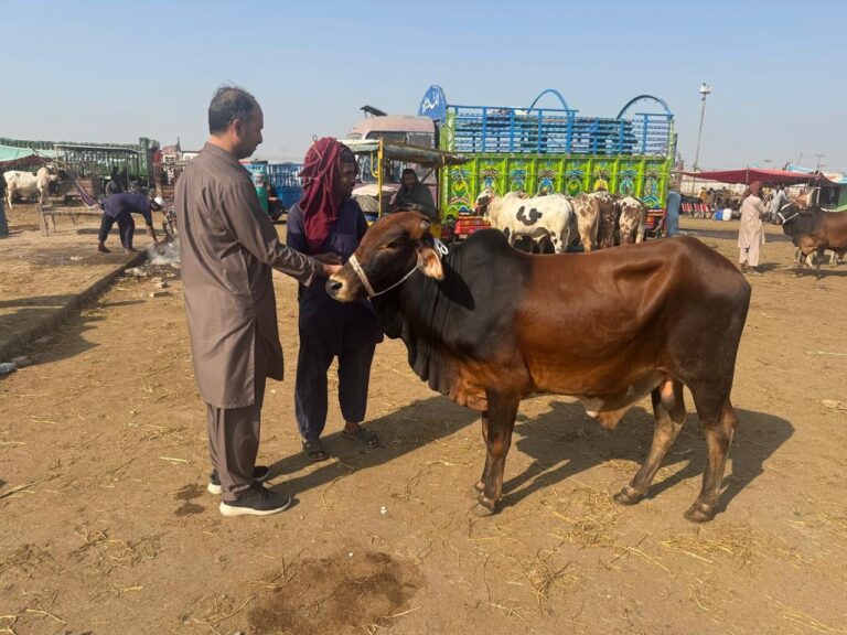 Noor Livestock & Animal Care