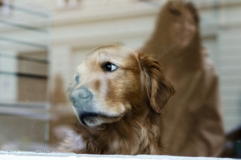 PAWLY