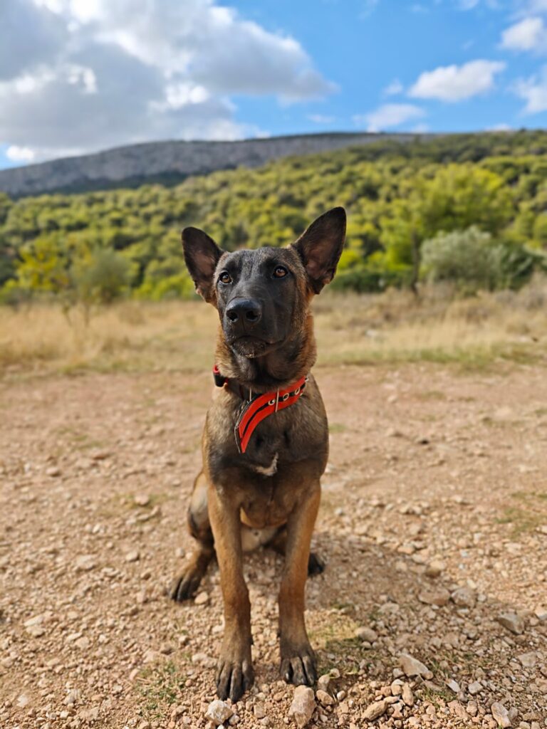 Protection Dogs EU