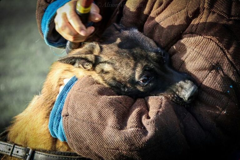 Protection Dogs EU