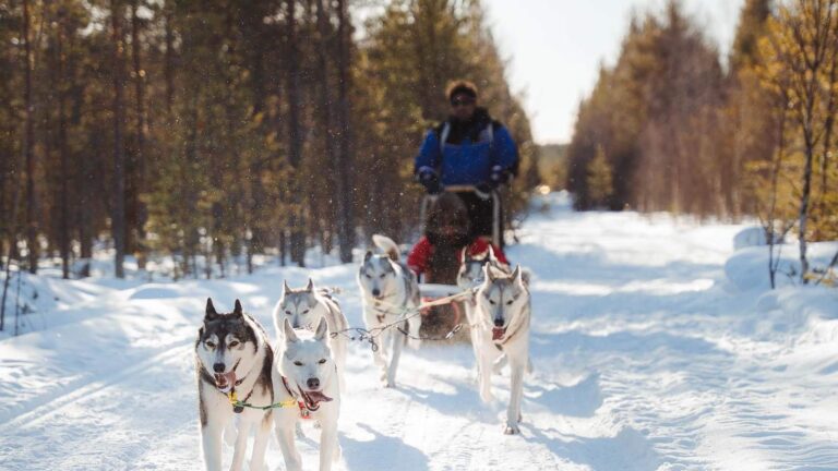 Rovaniemi Husky Sledding