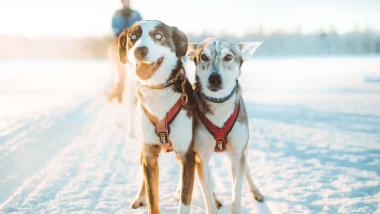 Rovaniemi Husky Sledding
