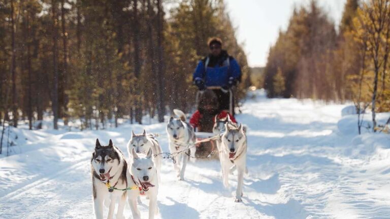 Rovaniemi Husky Sledding
