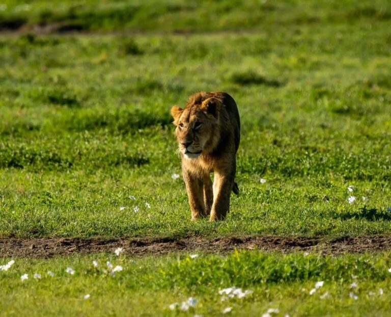 Serengeti Lusa Safaris