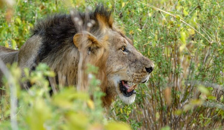 Serengeti Lusa Safaris