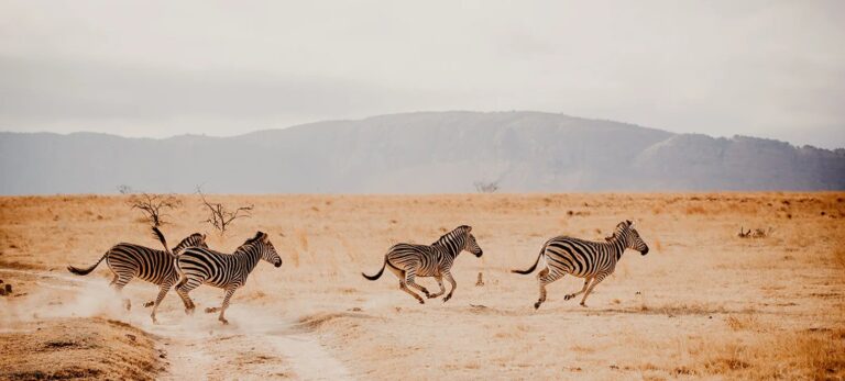 Shakawe Hunting Safaris