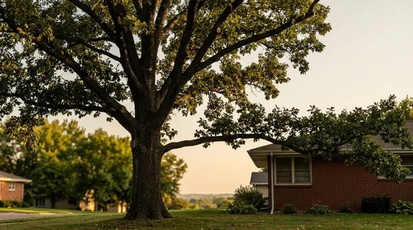 Sioux Falls Tree Service