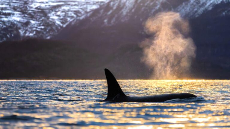 Skjervoy Whale Tours