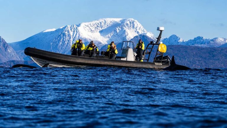 Skjervoy Whale Tours