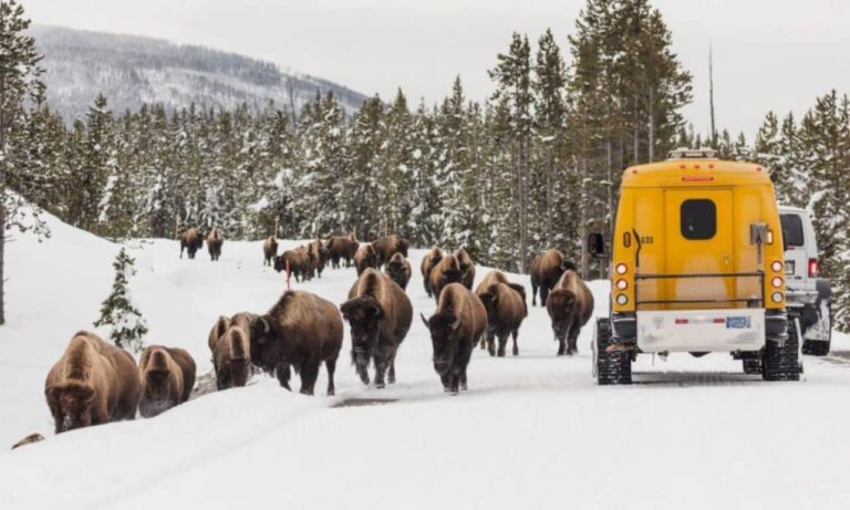 Yellowstone Snowcoach Tours