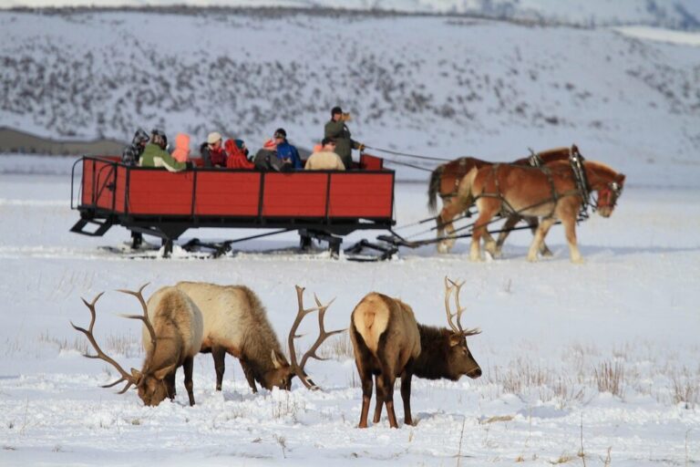 Yellowstone Snowcoach Tours