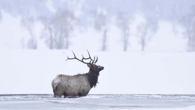 Yellowstone Snowcoach Tours
