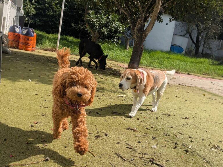 Soto Dog Services