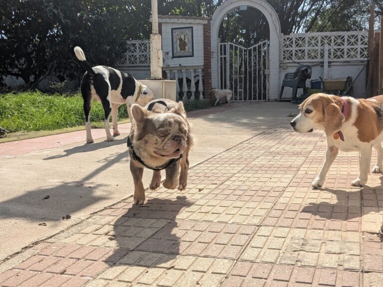 Soto Dog Services