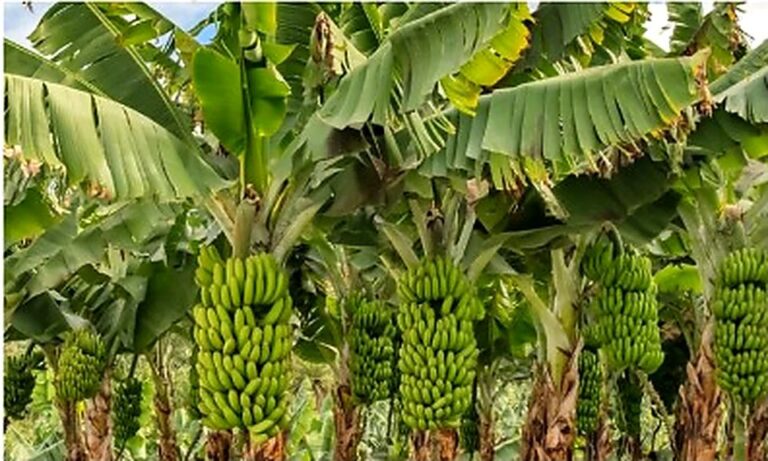 TAZI Farms