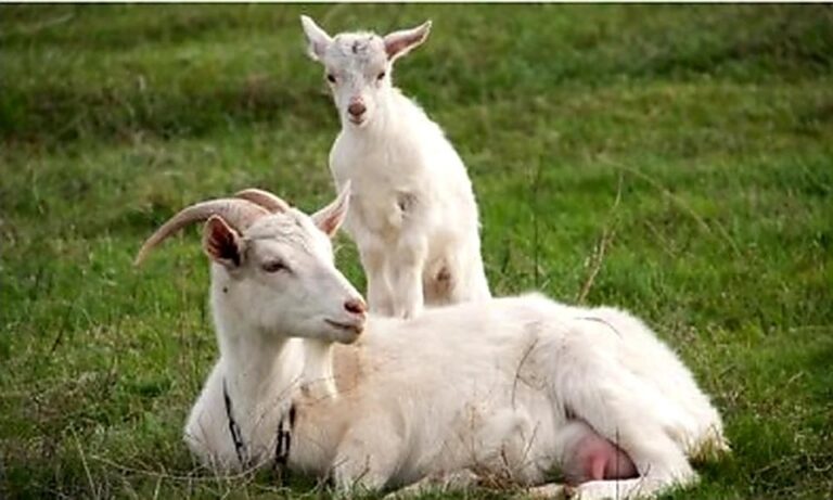 TAZI Farms