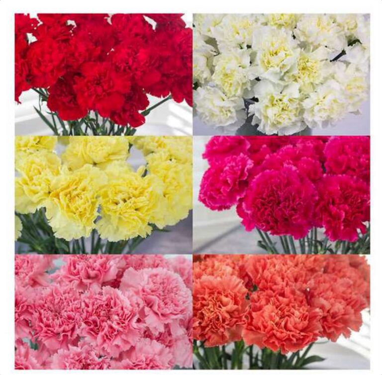 TrueScent Flowers