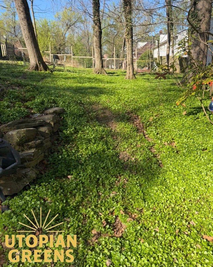Utopian Greens