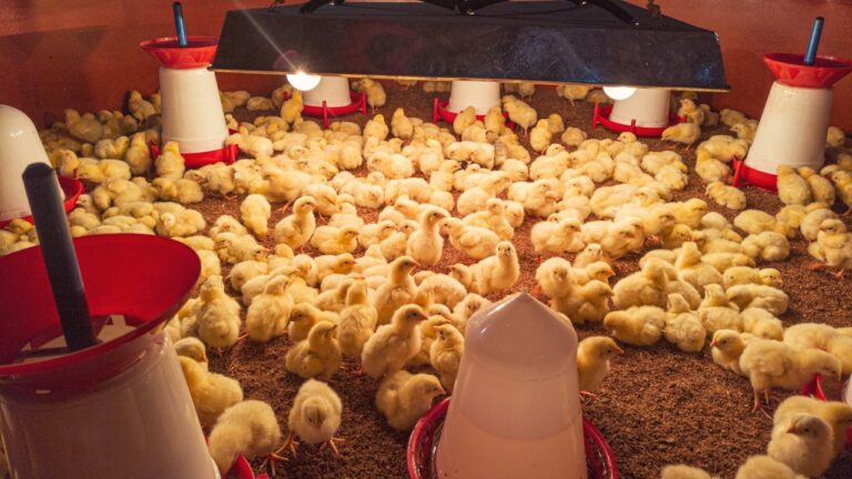 Wasi Poultry Feeds